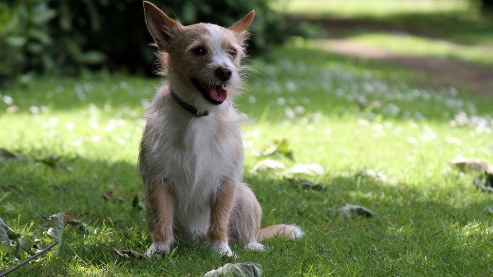 Portuguese Podengo